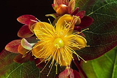 《少女☆歌剧 Revue Starlight》确定年内推出改编游戏